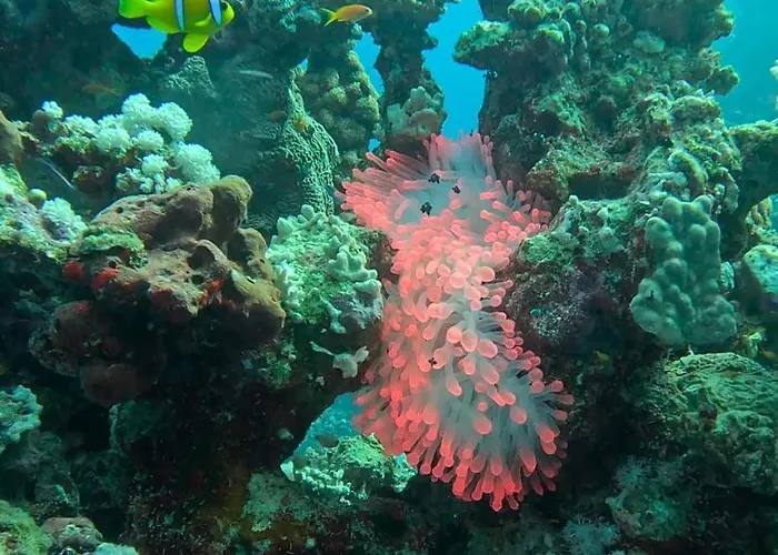 Divezen Sea View